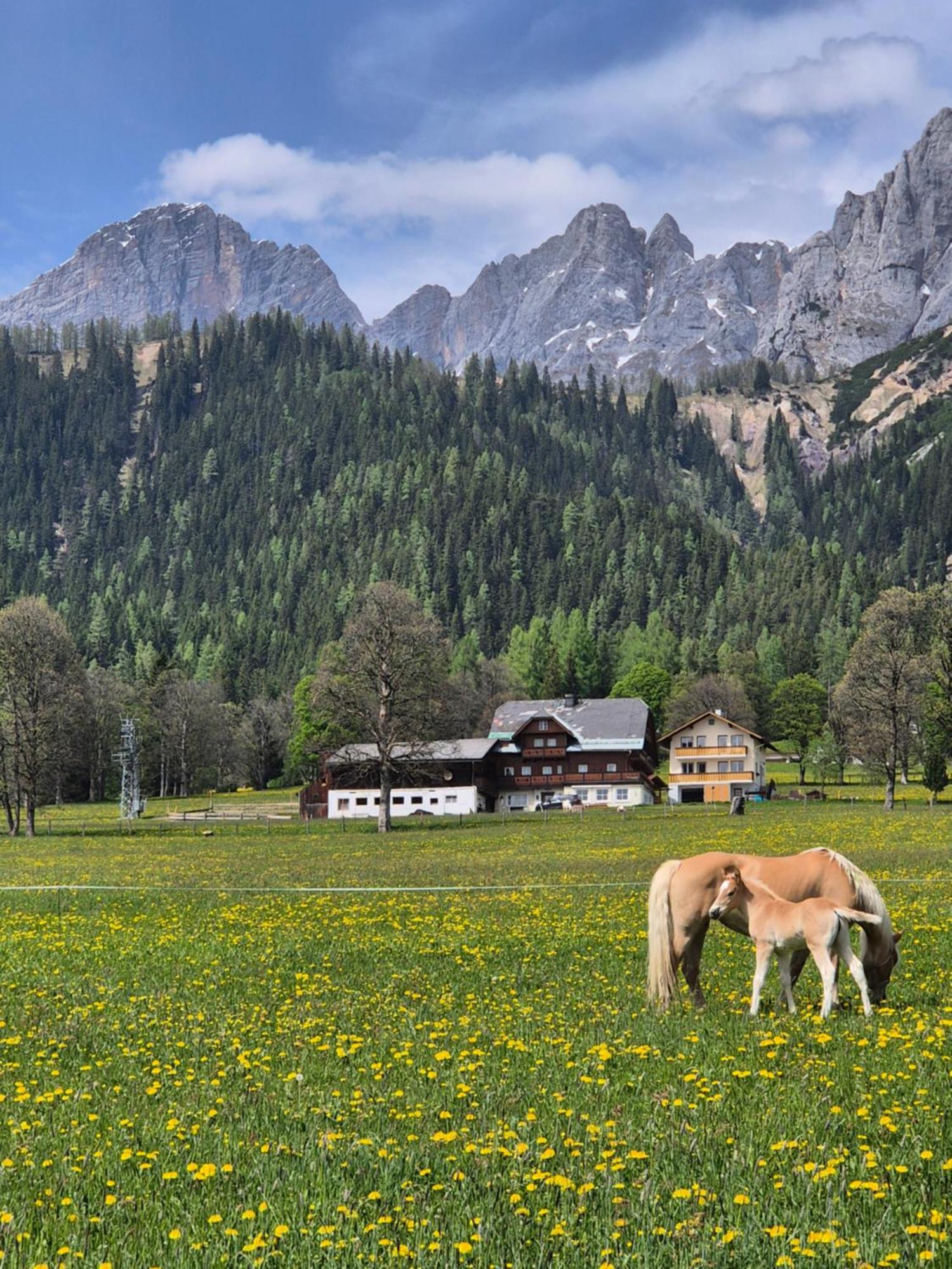 Family - Dachstein View * Ramsau am Dachstein