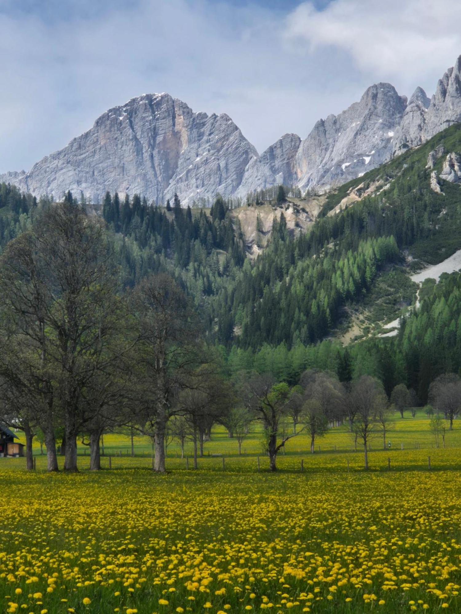 Family - Dachstein View Apartment Ramsau am Dachstein