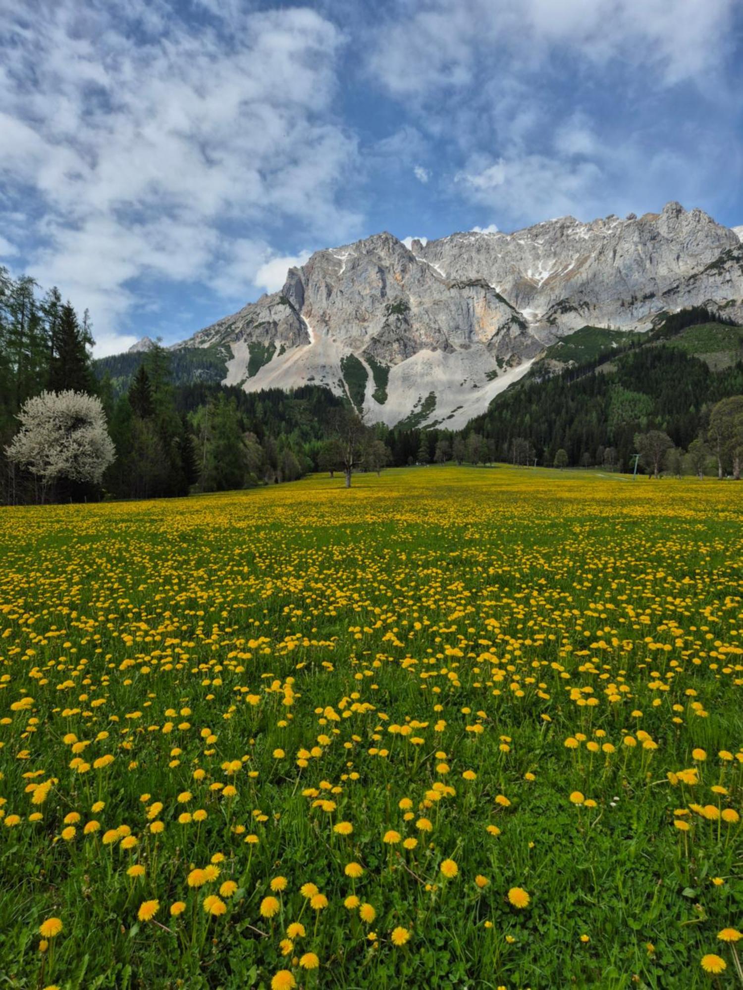 Family - Dachstein View Apartment